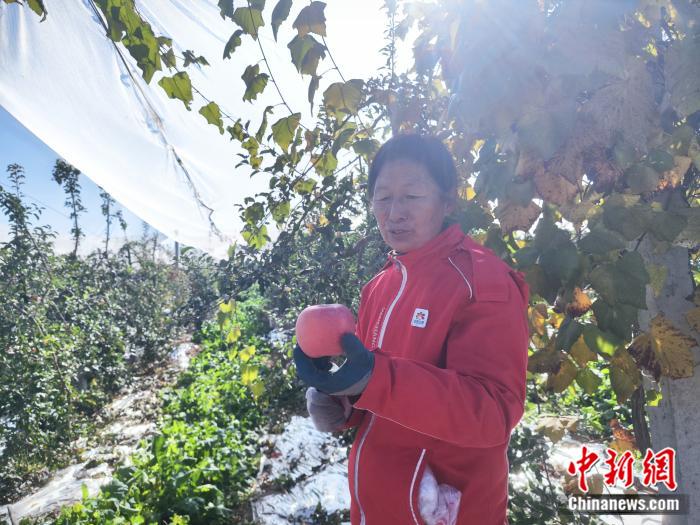 小小苹果树，种出延安致富新“钱”途