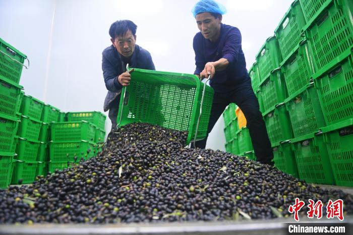 油橄榄引种中国60年：“中国油橄榄之乡”采销旺