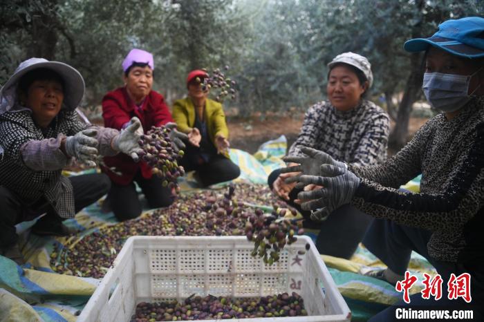 油橄榄引种中国60年：“中国油橄榄之乡”采销旺