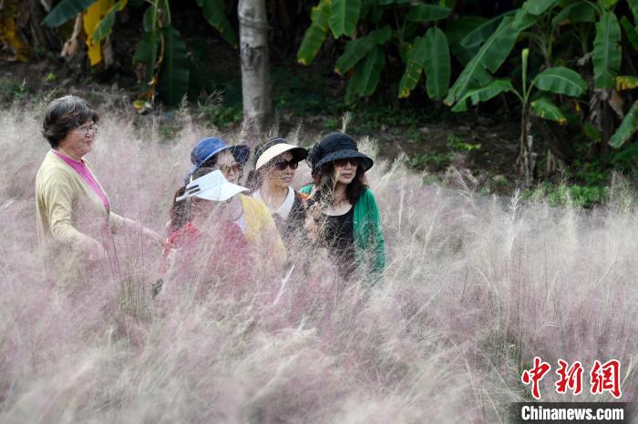 福州乌龙江湿地公园粉黛乱子草盛开