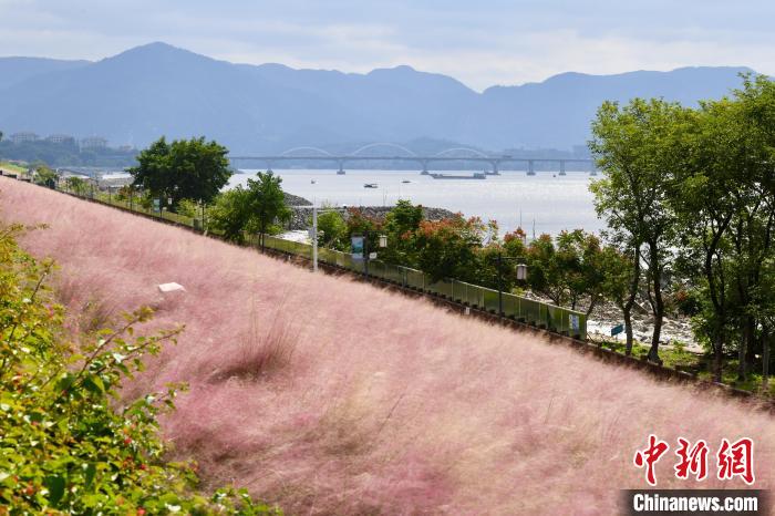 福州乌龙江湿地公园粉黛乱子草盛开