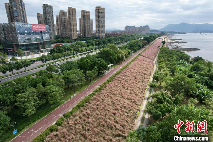 福州乌龙江湿地公园粉黛乱子草盛开