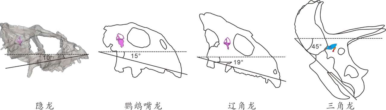 为什么角龙类恐龙演化过程中一些器官功能会退化？——听中外科学家解码