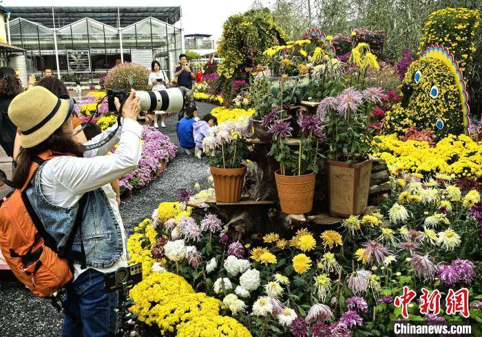 广西桂林举办金秋菊展 市民游客同鉴古典文雅菊花盛宴