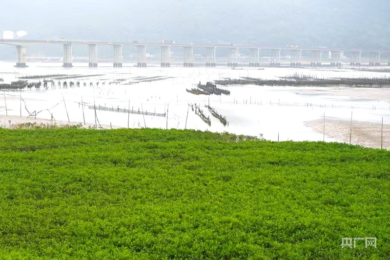 高质量发展看中国|福建宁德：探索生态保护新路径 红树林变身“金树林”