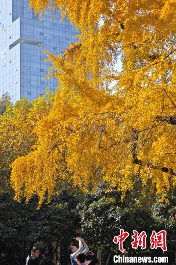 初冬时节 银杏“扮靓”南京鼓楼“绘就”独特风景