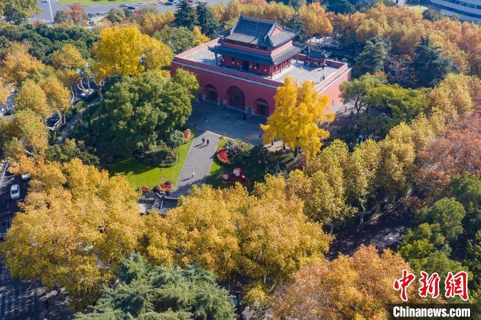 初冬时节 银杏“扮靓”南京鼓楼“绘就”独特风景