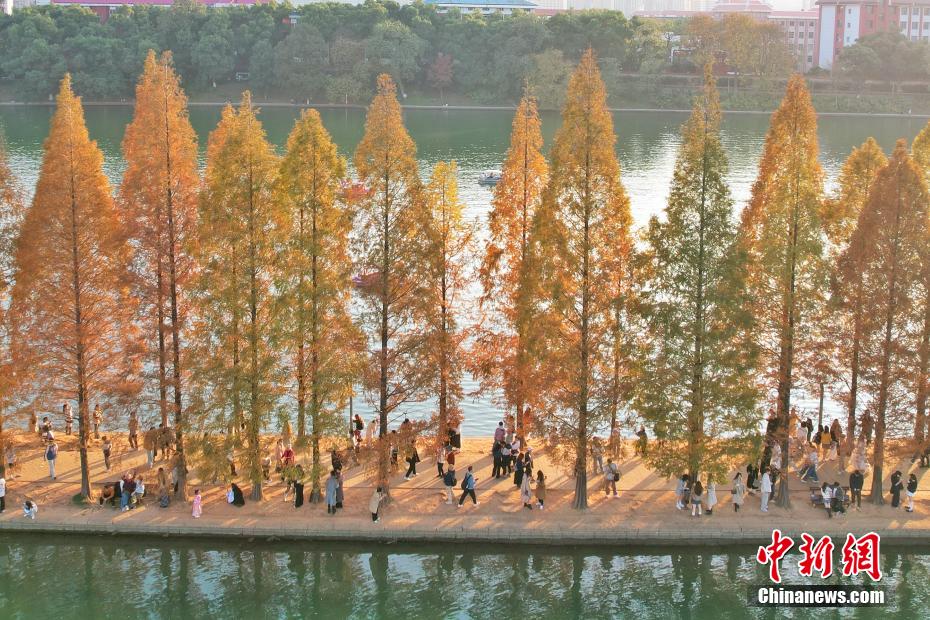 长沙冬日如画 “最美水上游步道”进入观赏期