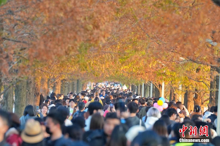 长沙冬日如画 “最美水上游步道”进入观赏期