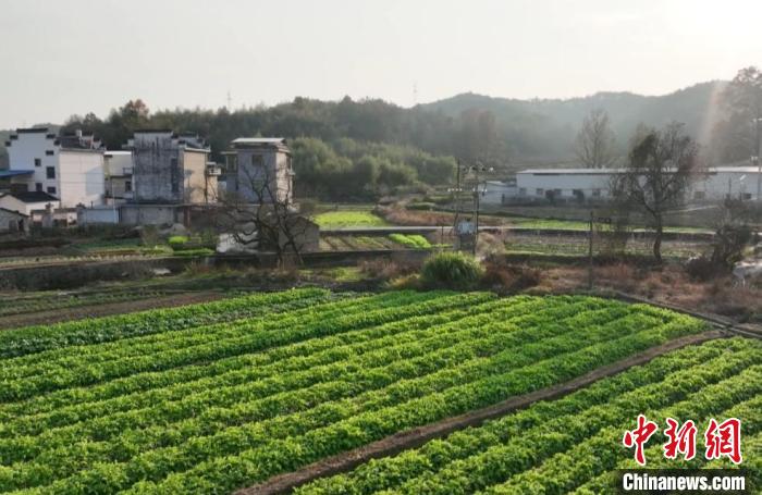 （乡村行·看振兴）安徽歙县：“青山萝卜”喜丰收 古法育种保品质