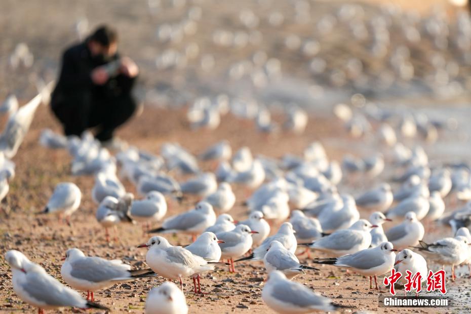 山东青岛：红嘴鸥舞动冬日