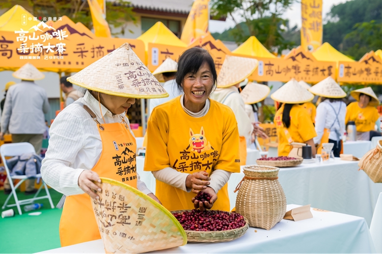 2024年第三届中国·云南普洱高山咖啡采摘大赛在思茅举办