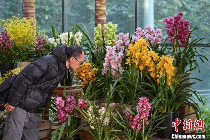 “花中君子”齐聚南京中山植物园争奇斗艳