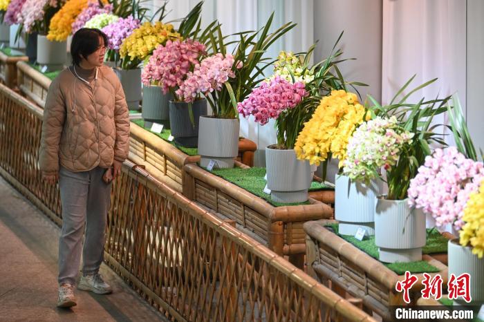 “花中君子”齐聚南京中山植物园争奇斗艳