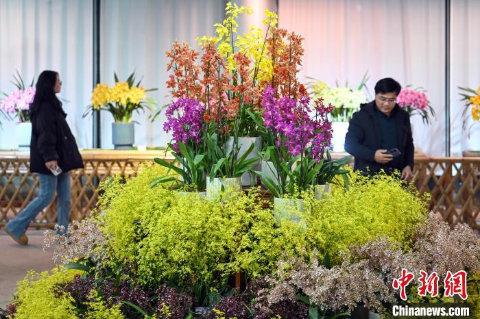 “花中君子”齐聚南京中山植物园争奇斗艳