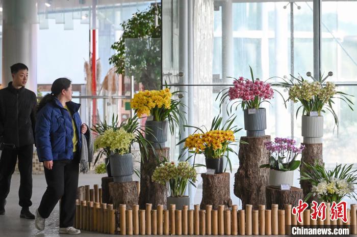 “花中君子”齐聚南京中山植物园争奇斗艳