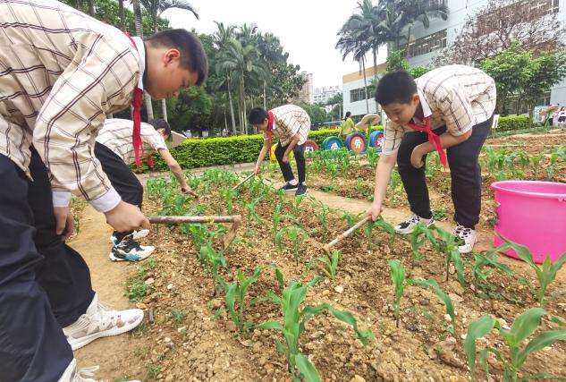 南宁市青秀区埌东小学：以劳养德，点亮成长底色