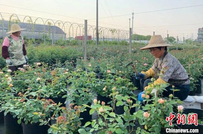 （新春走基层）年宵花市持续升温 浙江村民走出“共富花路”