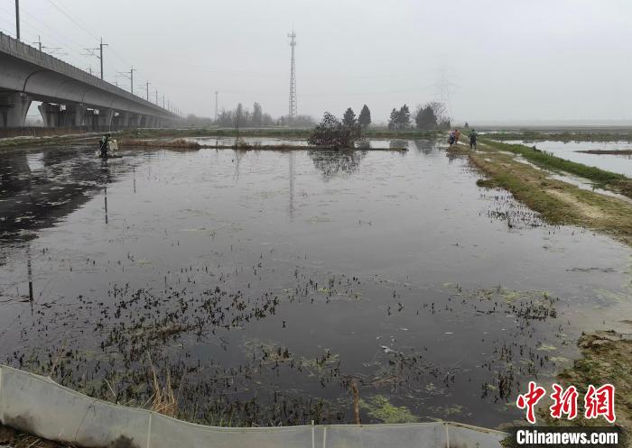 （新春走基层）走进江西小龙虾养殖第一县：“稻虾种养”助力虾农致富有方