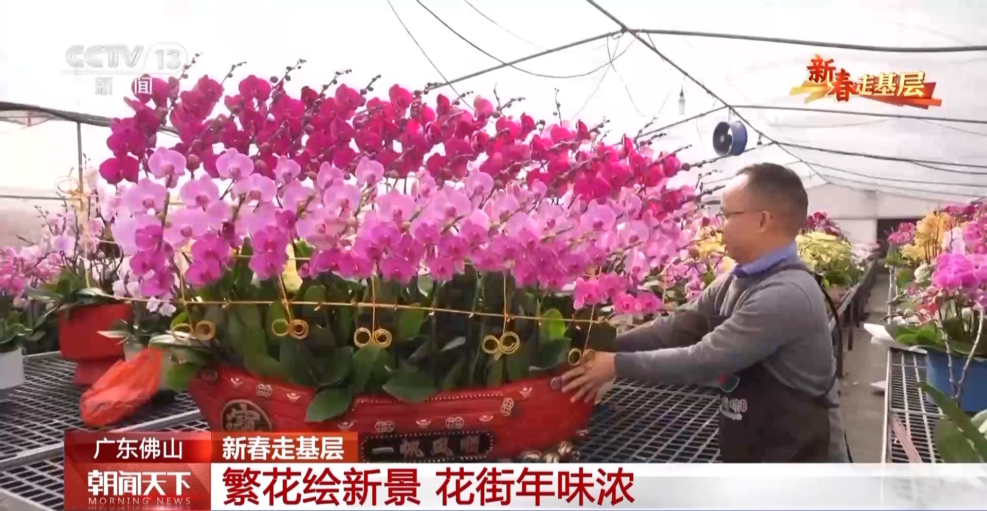 新春走基层丨种植基地→花卉市场→千家万户 年宵花的背后是他们的辛勤付出