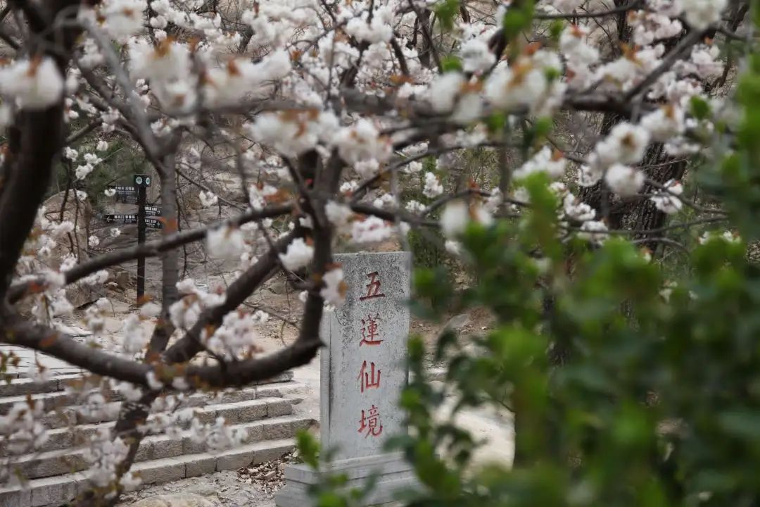 奔赴山东名山，开启蛇年新春祈福之旅