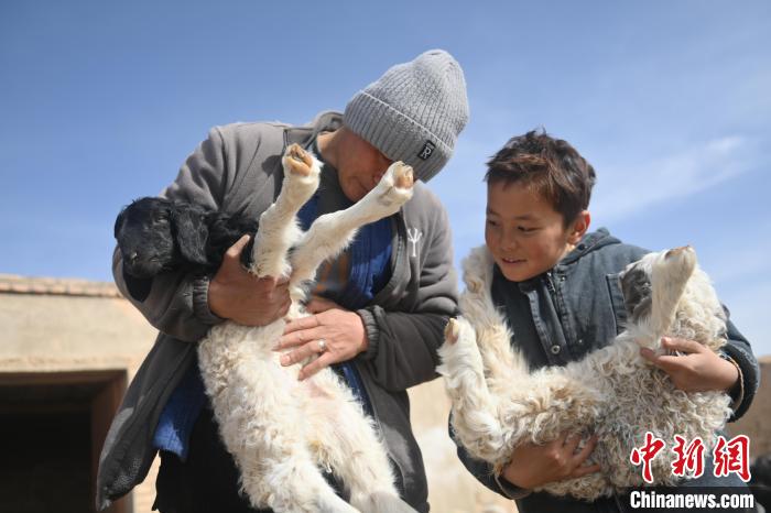 甘肃阿克塞牧区迎来春季“接羔育幼”