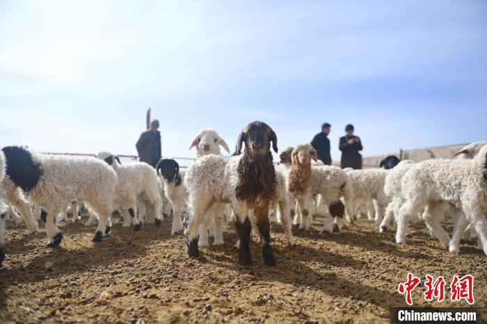 甘肃阿克塞牧区迎来春季“接羔育幼”