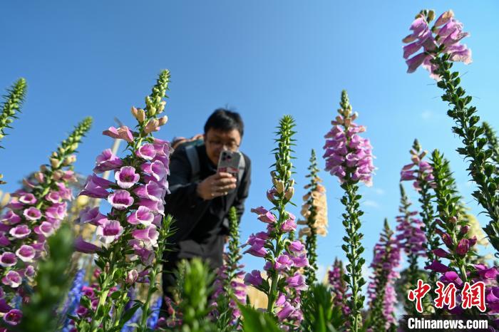 昆明莫奈花园春景如画醉游人