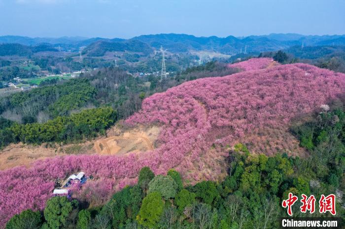 四川成都：200余亩红梅花将山头染成粉红色