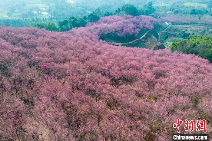 四川成都：200余亩红梅花将山头染成粉红色