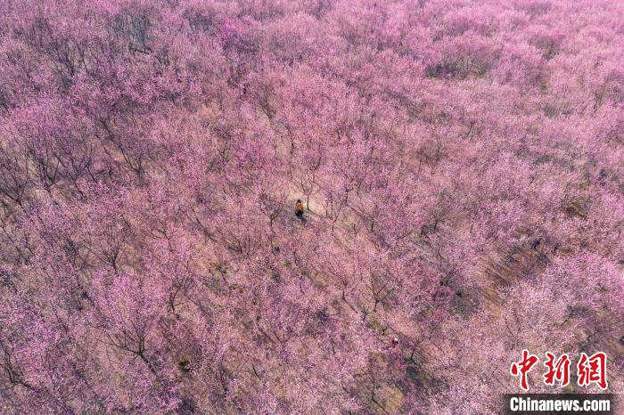 四川成都：200余亩红梅花将山头染成粉红色