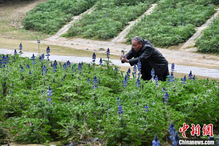 春暖花开 福州民众踏春赏花