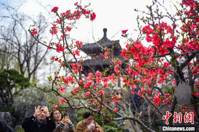 古城南京春暖花开 民众踏青赏景正当时