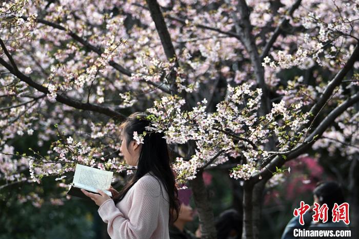 古城南京春暖花开 民众踏青赏景正当时