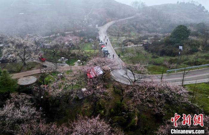 四川大邑：大坪山上踏青赏梅