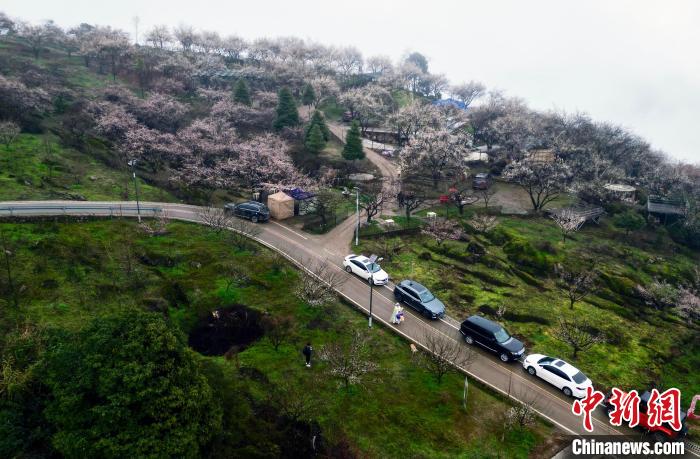 四川大邑：大坪山上踏青赏梅