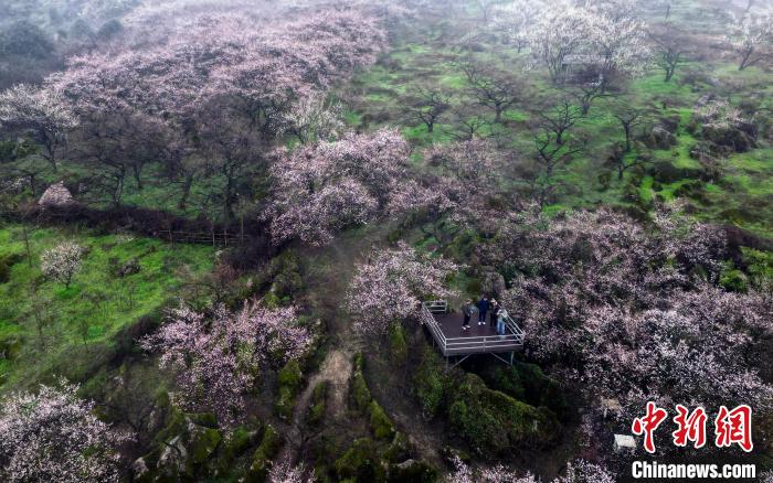 四川大邑：大坪山上踏青赏梅