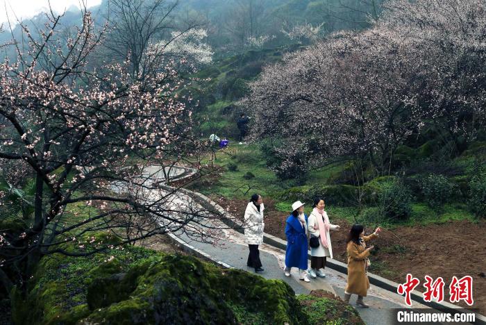 四川大邑：大坪山上踏青赏梅