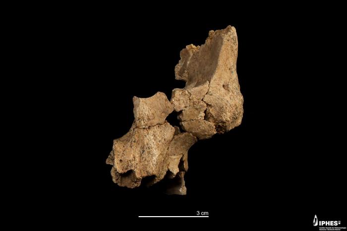 研究发现西欧最古老人族面部骨骼化石 距今约140万至110万年