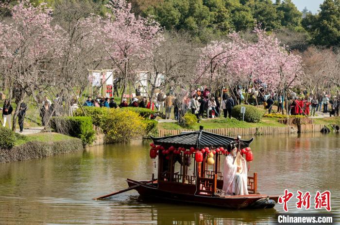 武汉东湖樱花园早樱盛开吸引民众观赏