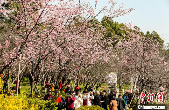 武汉东湖樱花园早樱盛开吸引民众观赏