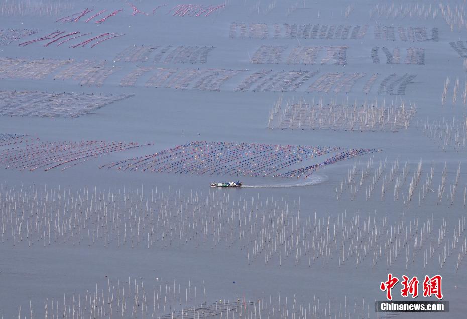 福建霞浦：如画滩涂“生金”