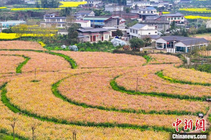 四川眉山多地“金黄调色板”让乡村风景如画