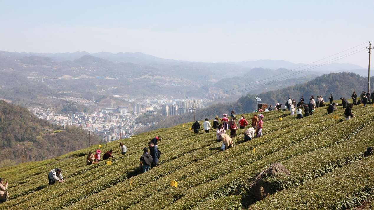 “茶叶，让我们日子更甜了”——湖北五峰春茶开园