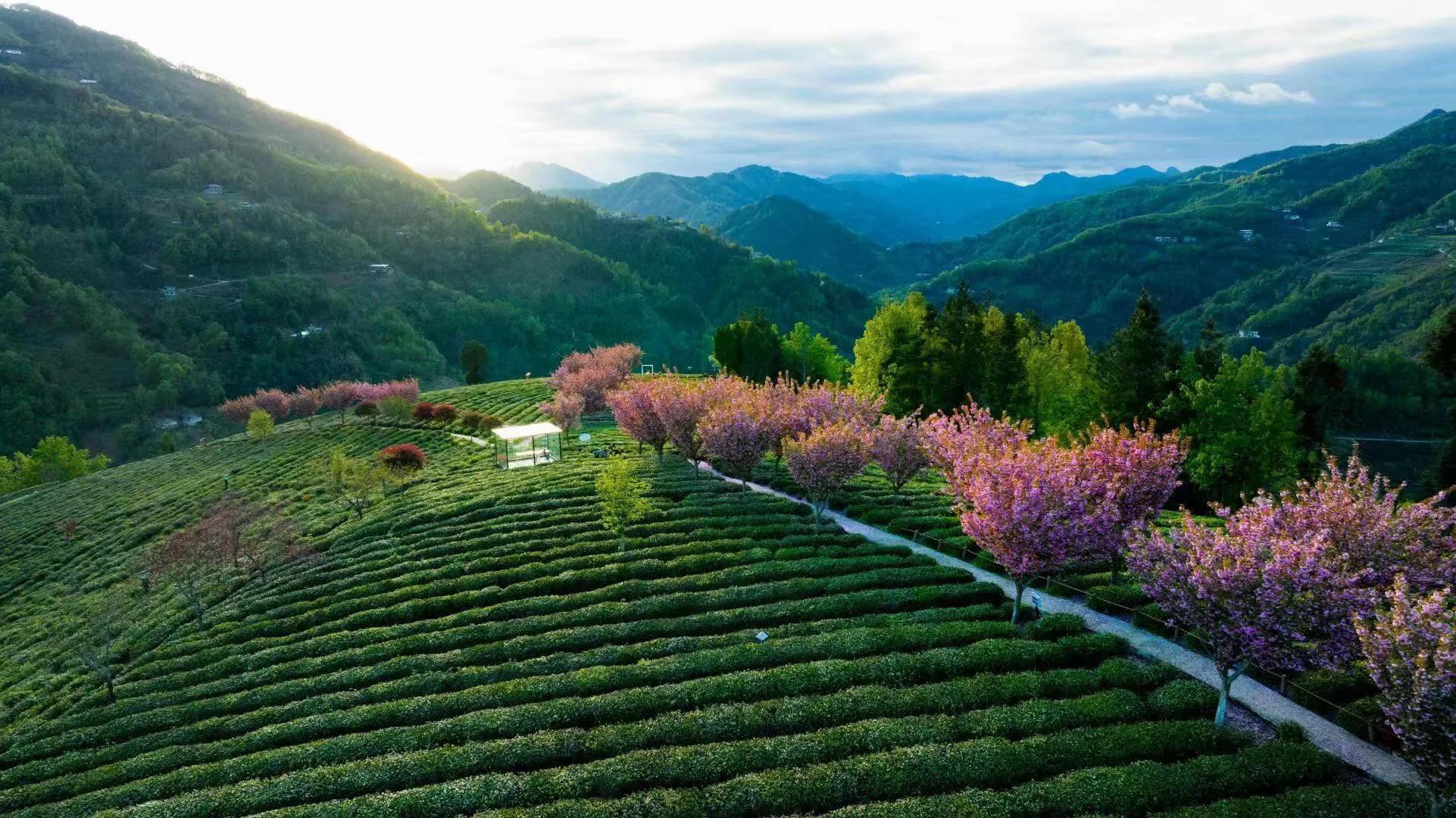 陕西紫阳发布“开麦吧！茶乡”茶文旅系列活动