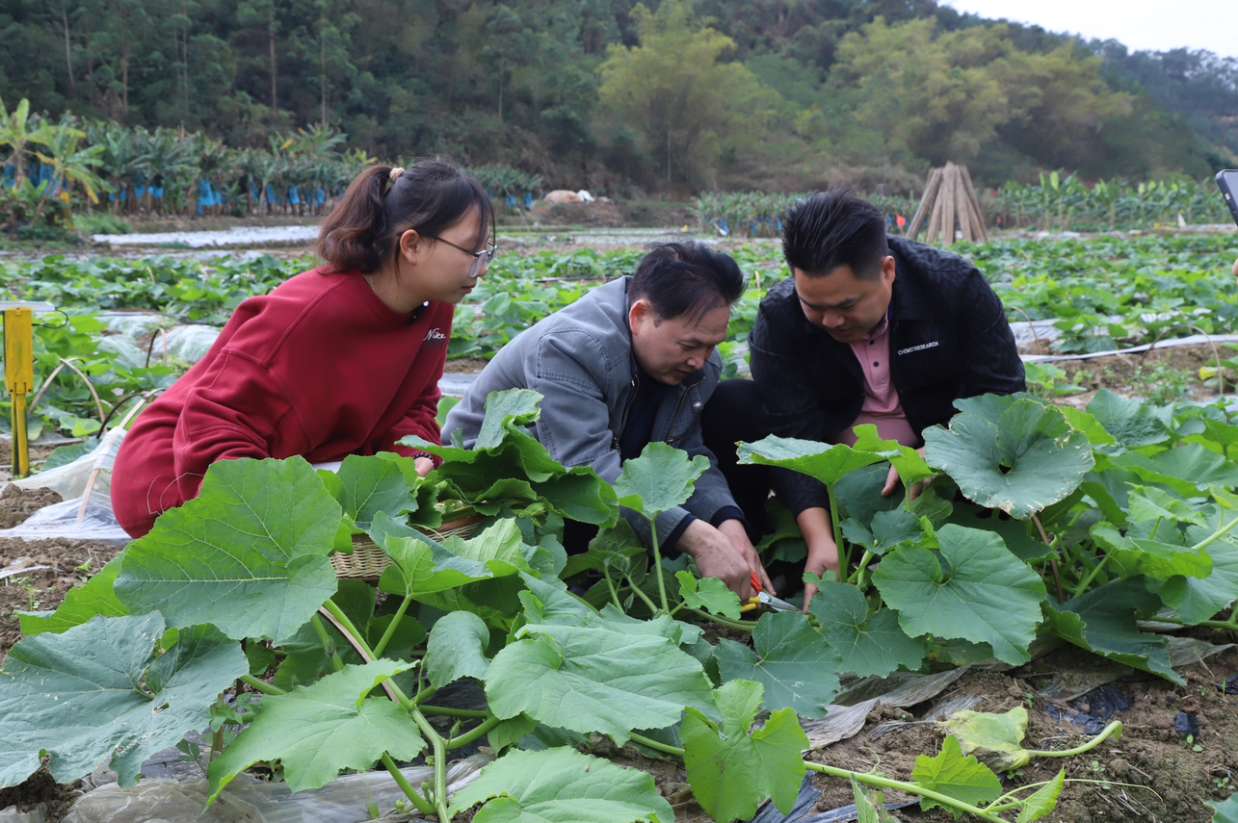 广西农职大师生走进田间与企业共耕乡村振兴