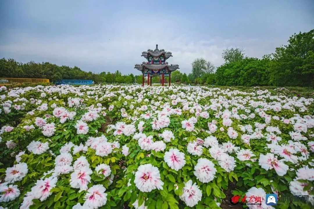 第34届菏泽国际牡丹文化旅游节盛大开幕