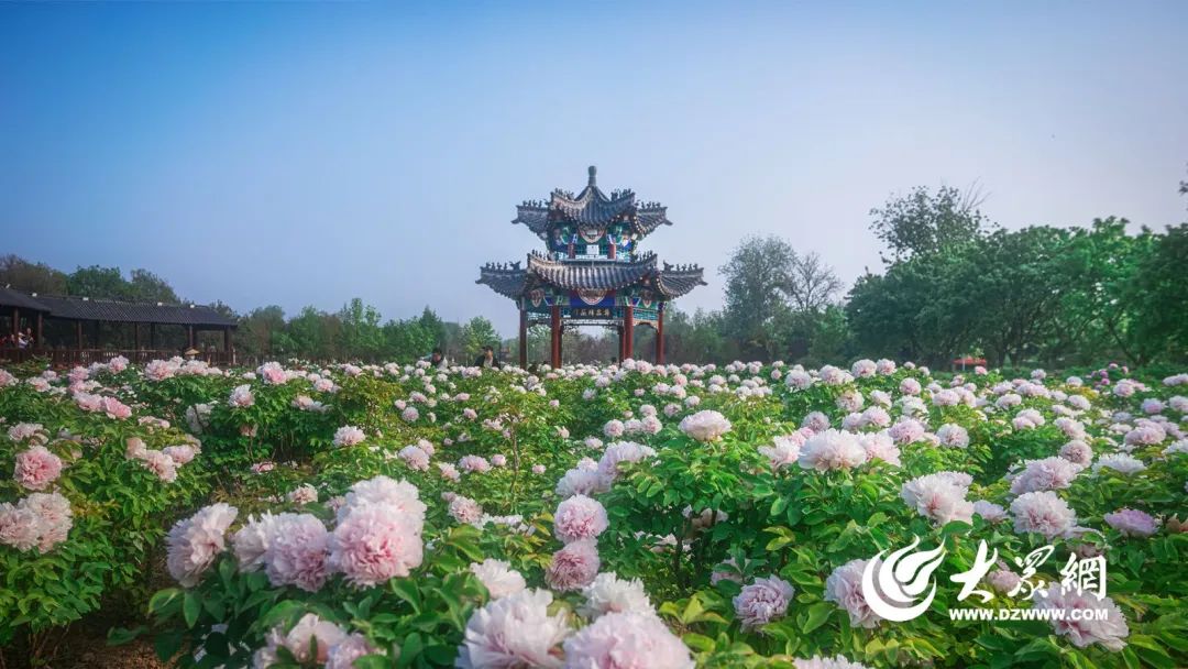 第34届菏泽国际牡丹文化旅游节盛大开幕