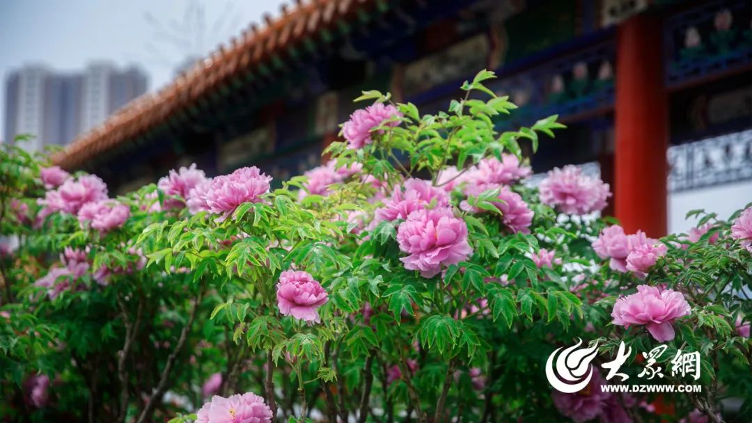 第34届菏泽国际牡丹文化旅游节盛大开幕