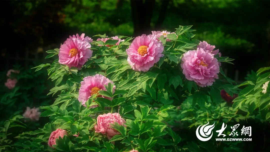 菏泽“花式”宠客！隔着屏幕都能把人香迷糊了